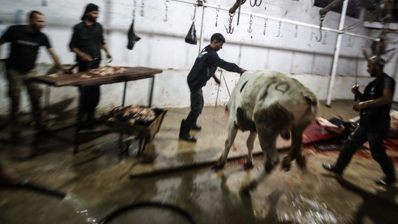 animal slaughter