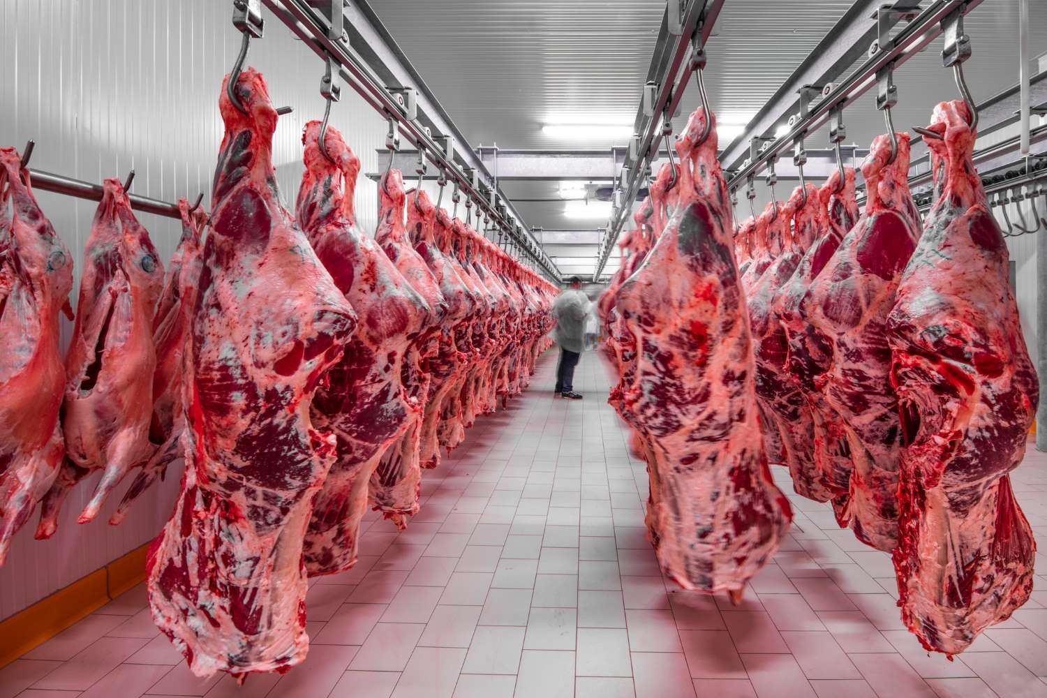 cow slaughter