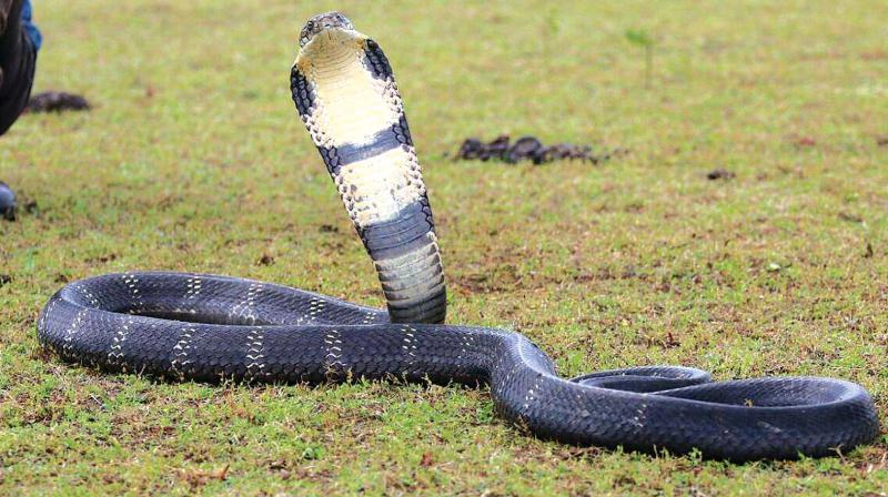 Snake catcher