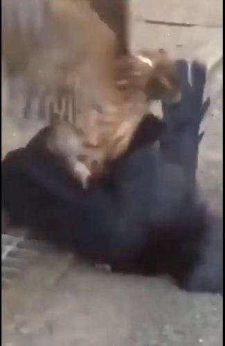 Viral Video