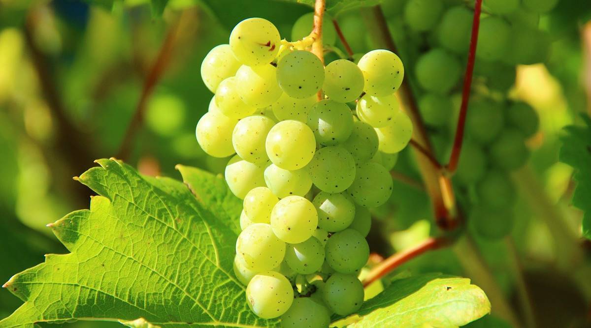 FRUITS