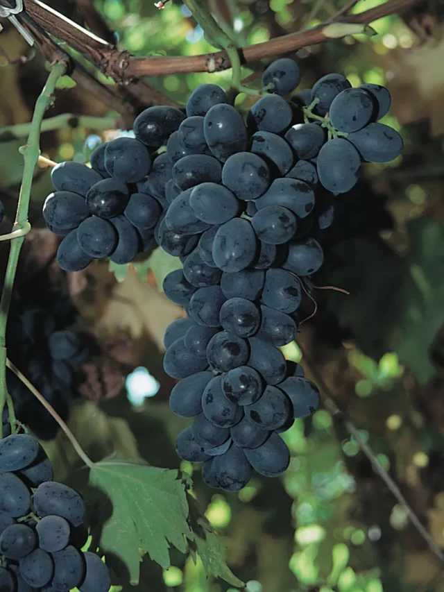 Health benefits of grapes