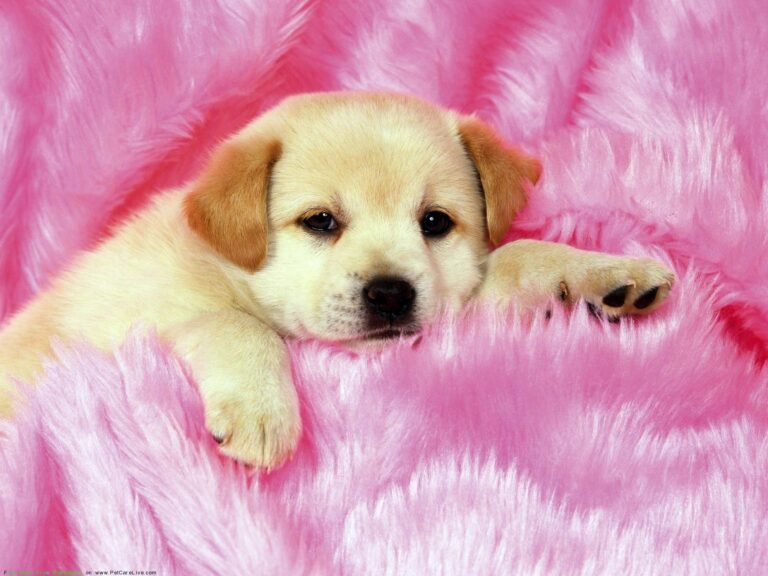 NationalPuppyDay