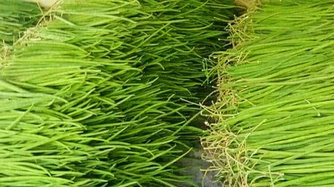 DD Agriculture
