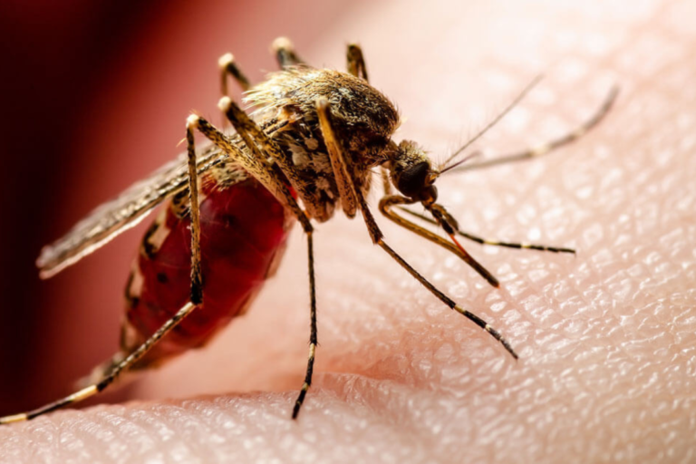 Dengue
