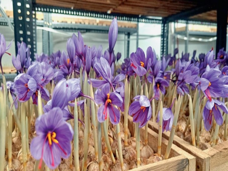 Saffron