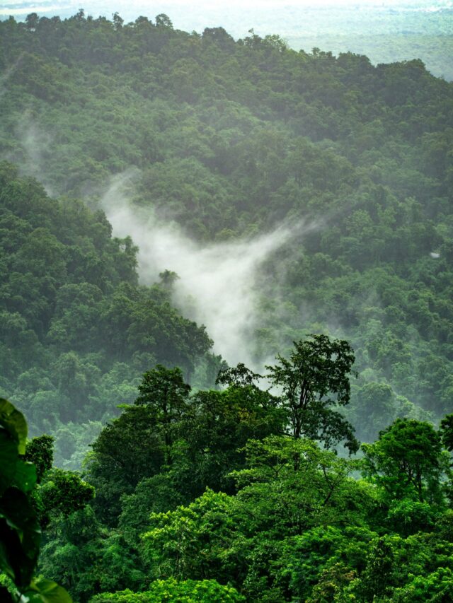 ENJOY THIS MONSOON MAGIC WITH JOY IN INDIA