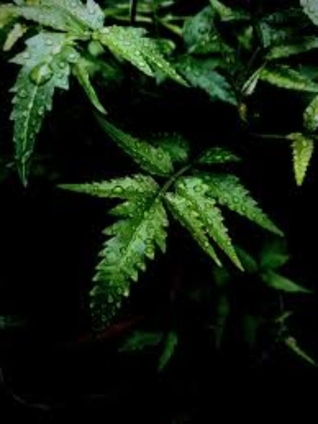 neem